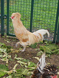 Coppia galline padovane