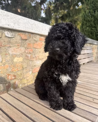 Cuccioli di Barboncino