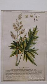Calcografia botanica antica Rabarbaro