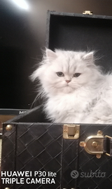 Cucciola British/scottish longhair