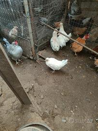 Galline .e gallo mericanine