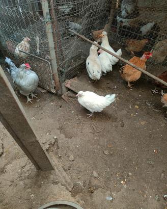 Galline .e gallo mericanine