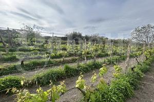 Terreno Agricolo Grottaferrata