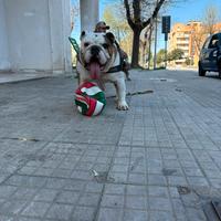 Bulldog inglese maschio per monta