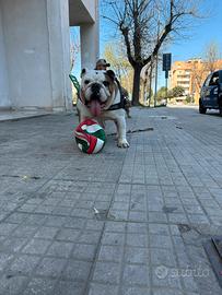 Bulldog inglese maschio per monta