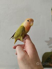 Pappagalli