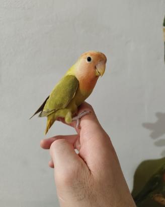 Pappagalli