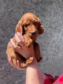 Ultima cucciola setter irlandese con pedigree