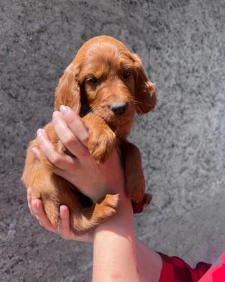 Ultima cucciola setter irlandese con pedigree