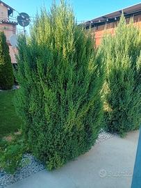 Pini crescita lenta da giardino