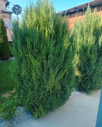 Pini crescita lenta da giardino