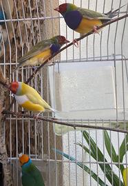 Diamanti di Gould