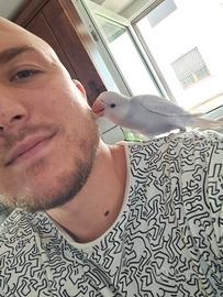 Pulli Pallid Viola Parrocchetto dal Collare