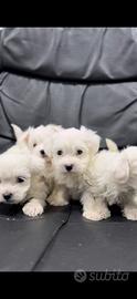 Maltese mini toy