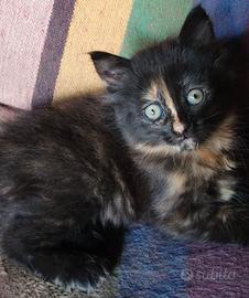 Cucciola simil Siberiano ( femmina )