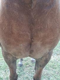 Cavalla haflinger