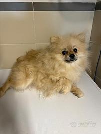Spitz pomerania TOY femmina adulta crema