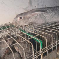 Conigli grigi di carmagnola