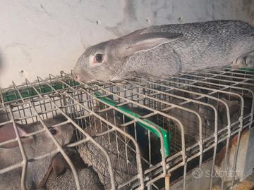 Conigli grigi di carmagnola