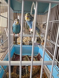 Pappagali variopinti cocoriti