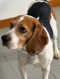 Beagle da monta
