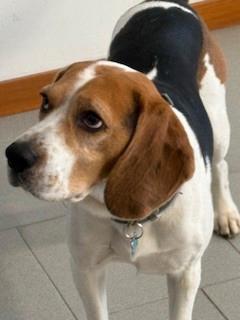 Beagle da monta
