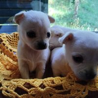 Cuccioli di chihuahua