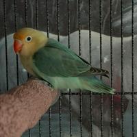 Coppia Fischer LEGGERE BENE