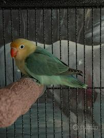 Coppia Fischer LEGGERE BENE