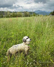 Setter inglese di 2 anni maschio