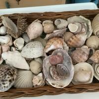 Collezione di conchiglie del Mediterraneo