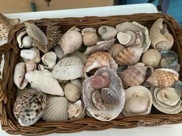 Collezione di conchiglie del Mediterraneo