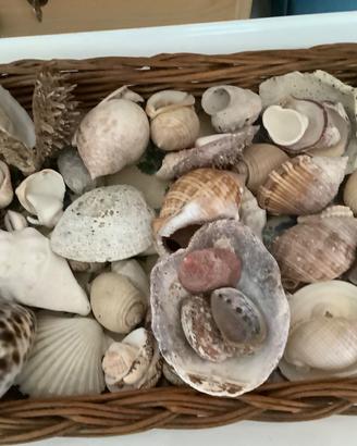 Collezione di conchiglie del Mediterraneo