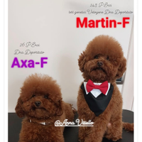 BARBONCINO accoppiamento Monta