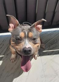 Disponibile per monta pitbull tricolor blu nose