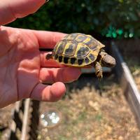 Tartarughe di terra baby