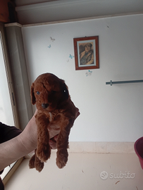 Cucciolo di barboncino nano red