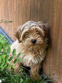 Bichon havanese
