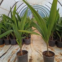 cocos plumosa romanzoffiana