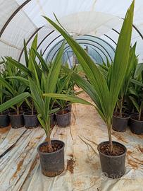 cocos plumosa romanzoffiana