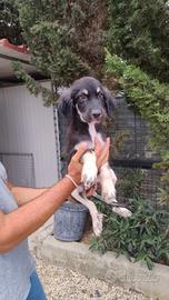 Cucciolo in adozione