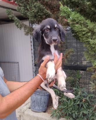 Cucciolo in adozione