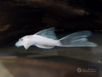 Ancistrus Show White pinne a velo