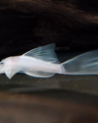 Ancistrus Show White pinne a velo