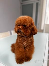 Barboncino Accoppiamento