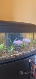 Acquario 80 litri