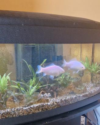 Acquario 80 litri