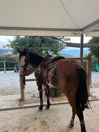 Paint horse