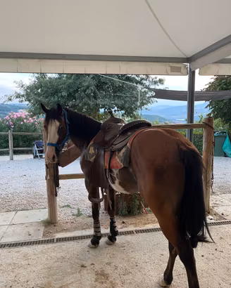 Paint horse
