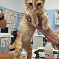 Oliver gattino 2 mesi